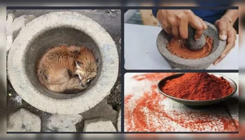 Кот в ступке и красный перец