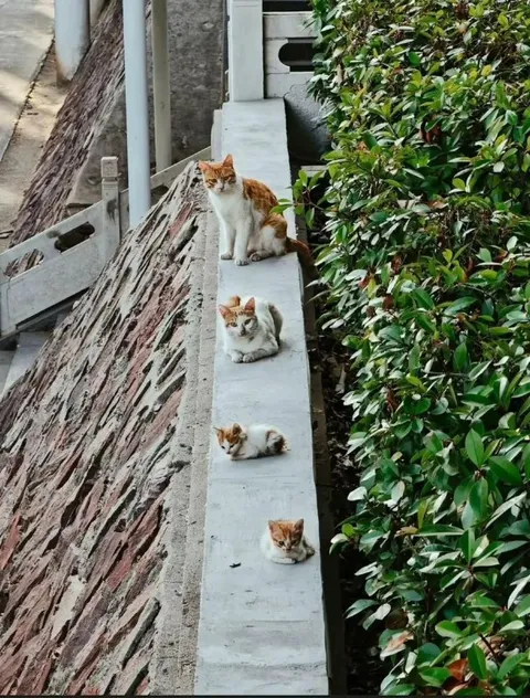 Котята на узком парапете