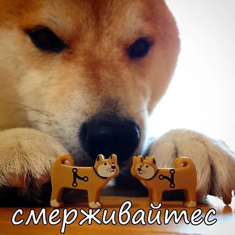 Смерживайтесь с игрушечными собачками