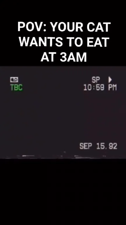 Cat Wants Food at 3AM