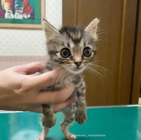 Глупенький котёнок
