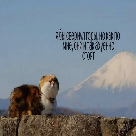 Кот любуется горами