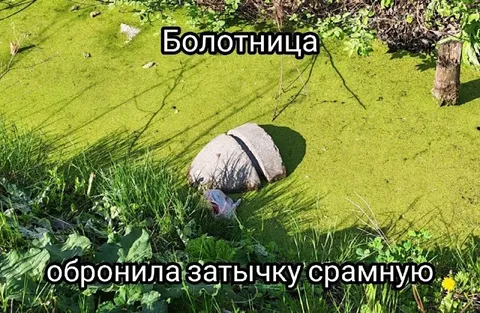 Болотница обронила затычку