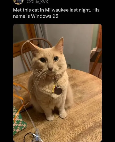 Windows 95 Cat