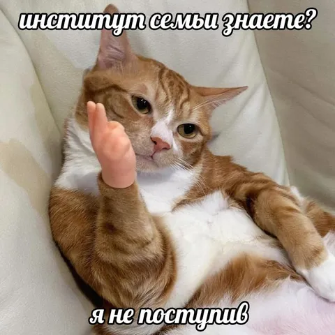 Кот не поступил в институт