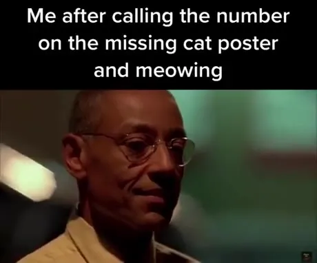 Meowing at the Missing Cat Number