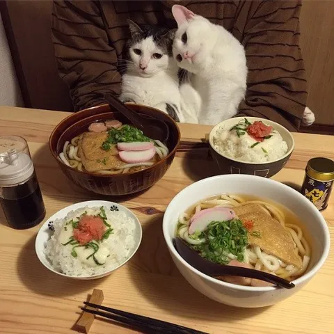猫たちのうどん晩ごはん