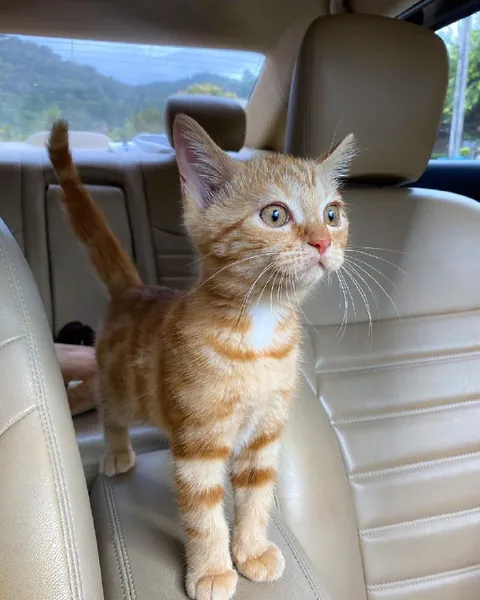 Рыжий котёнок в машине