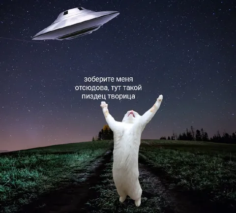 Кот просит забрать его отсюда