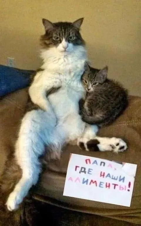 Папа, где наши алименты