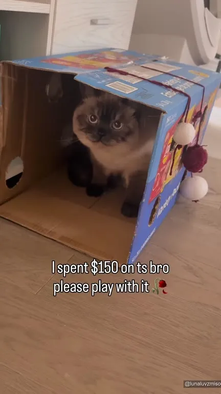 Cat Ignores Expensive Toy