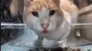 Кот с высунутым языком