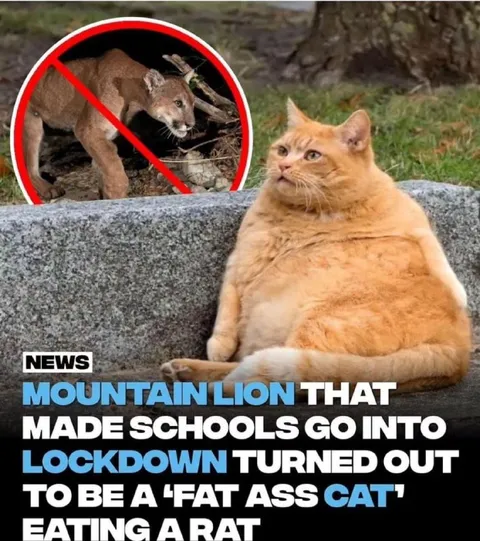 Mountain Lion Turns Out Fat Cat