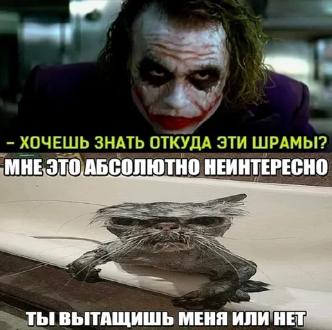 Джокер и кот в ледяной ловушке