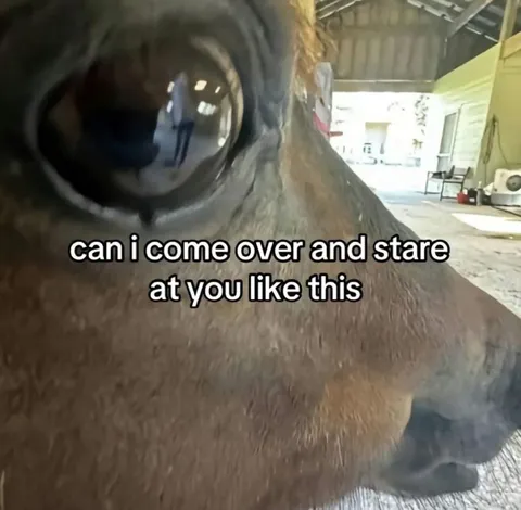 Horse Staring Intensely