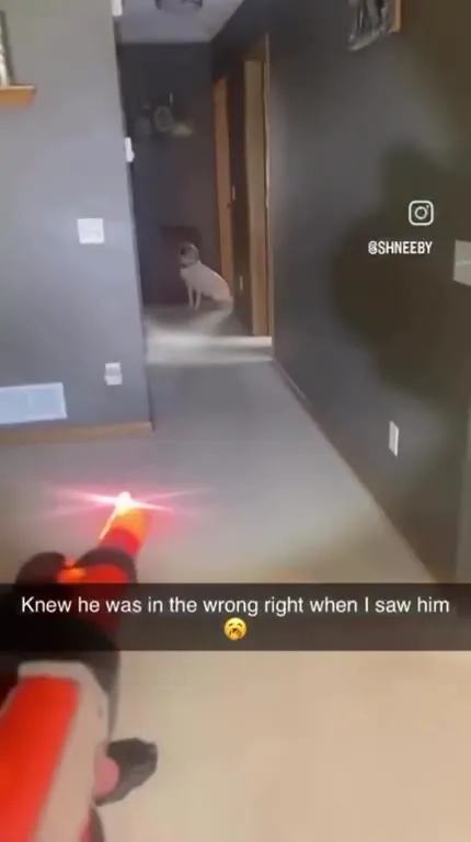Knew He Was the Wrong Dog
