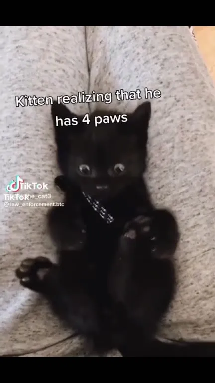 Kitten Discovers Four Paws