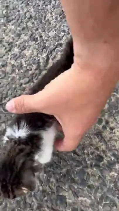 Котята окружают человека