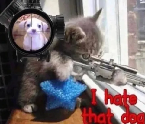 Cat Hates That Dog