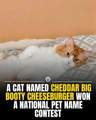 Cheddar Big Booty Cheeseburger