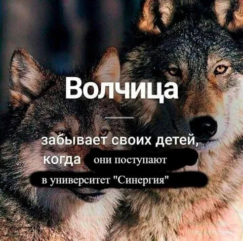 Волчица забывает детей в Синергии