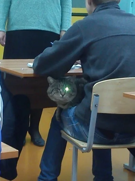 Кот прячется под партой