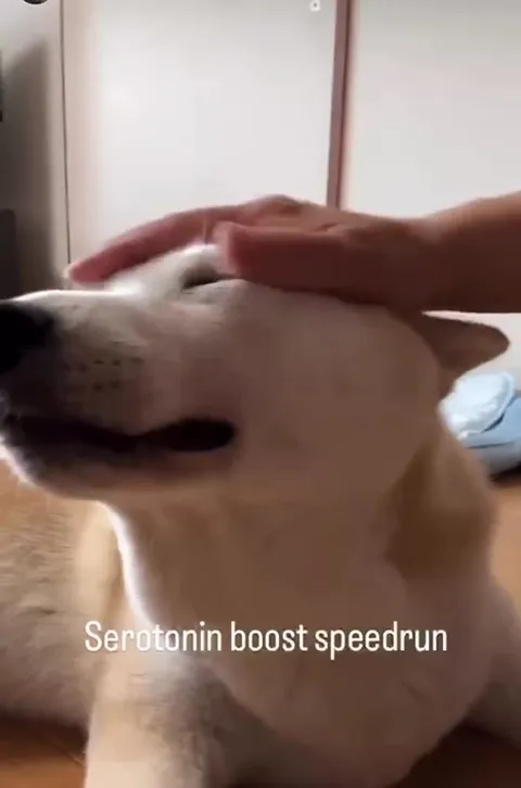 Serotonin Boost Speedrun Dog