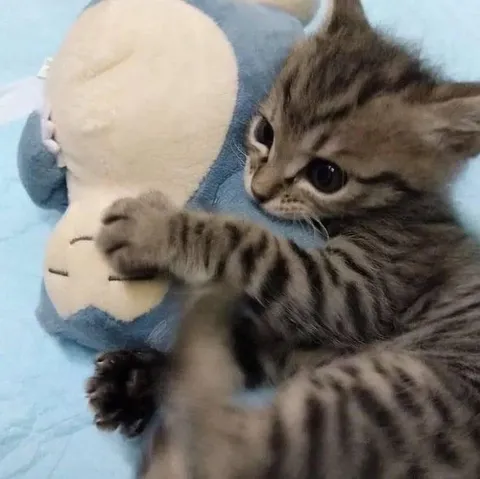 Котёнок обнимает игрушку
