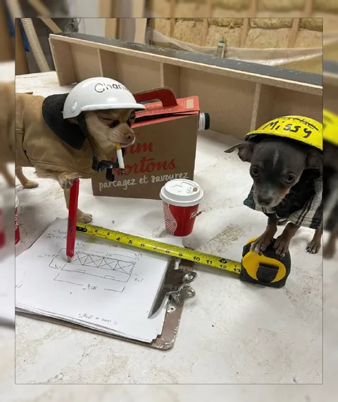 Chiens architectes au chantier