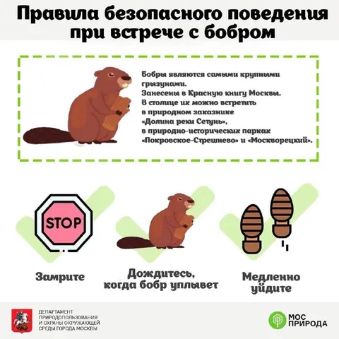 Правила встречи с бобром