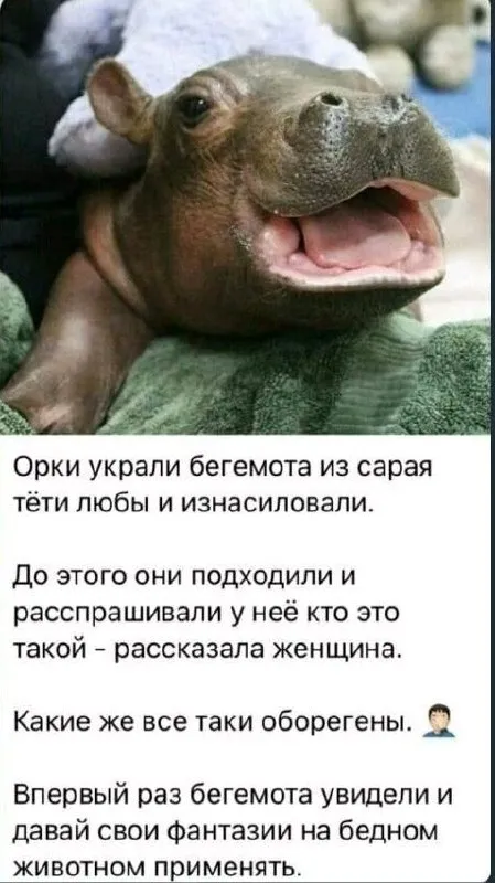 Орки и украденный бегемот