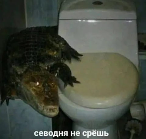 Крокодил не даст сходить в туалет