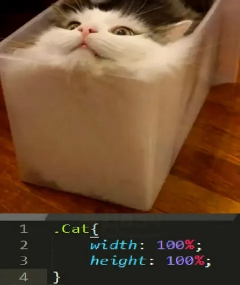 Cat with Width and Height 100%