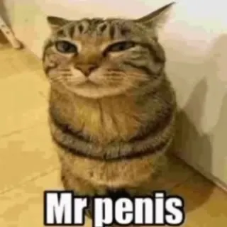 Mr penis cat