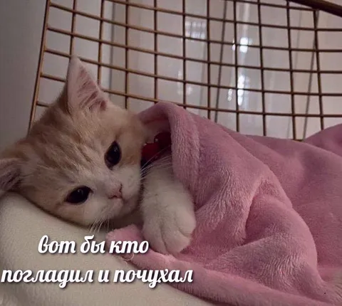 Вот бы кто погладил