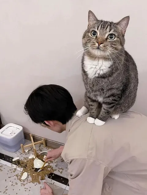 Кот наблюдает за уборкой