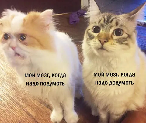 Мой мозг, когда надо подумать