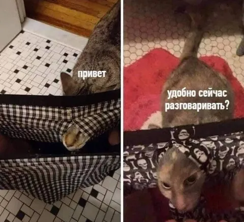 Кот не может говорить