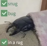 Snug bug in a rug