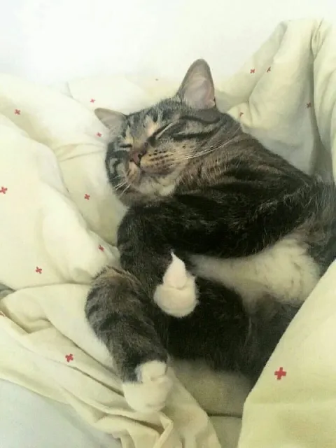 Кот уютно спит в постели