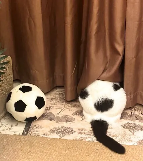 Кот притворяется футбольным мячом