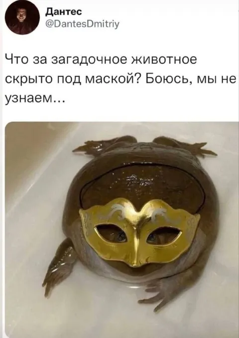 Загадочная лягушка под маской
