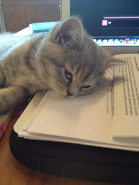 Кот уснул на учебнике