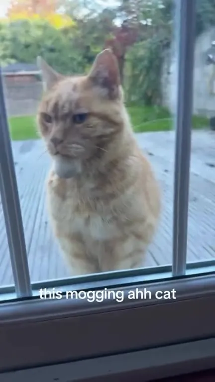 This Mogging Cat