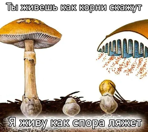 Живу как спора ляжет