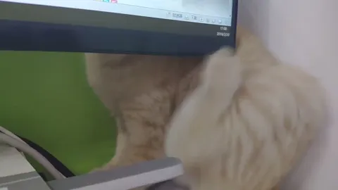Кот застрял под монитором