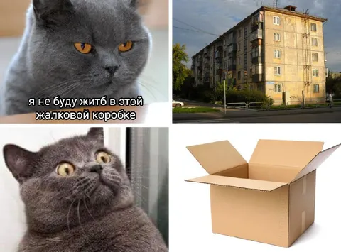 Кот отказывается жить в панельке