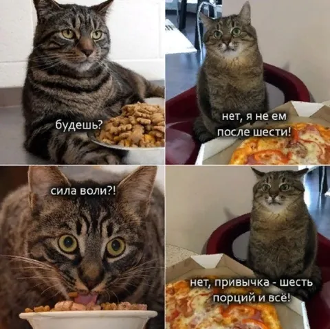 Кот после шести порций