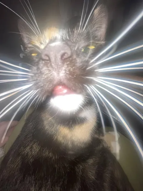 Кот с лазерными усами