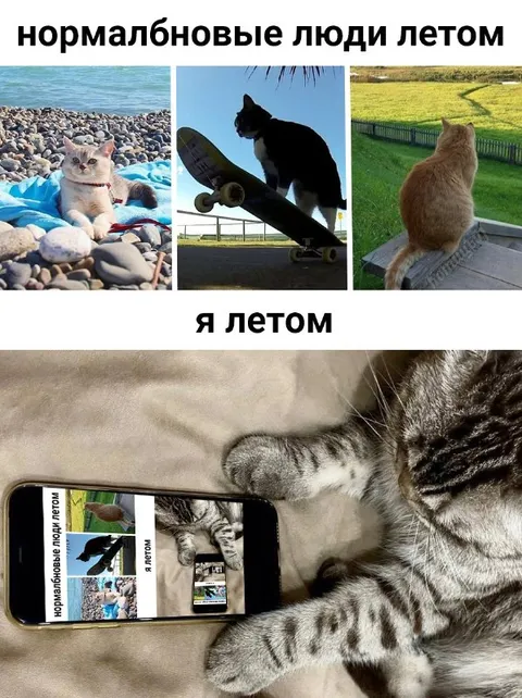 Коты летом: нормальные люди и я
